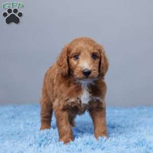 Blast, Goldendoodle Puppy